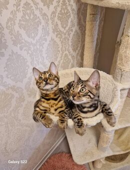 Bengal Kitten - Hamburg