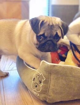 Männliche Mops - Düsseldorf