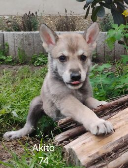 Marxdorfer Wolfshunde Welpen - Neu-Seeland