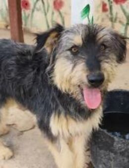 Archie hat so viel Lebensfreude - Berlin