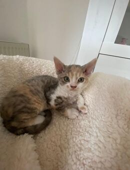 Zuckersüßes, reinrassiges Devon Rex Kitten, Katze, ab sofort abgabebereit - Zossen