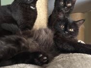 Katzenbabys Persermix - Geisenfeld