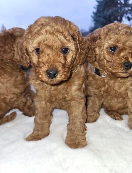 Zwergpudel Welpen Red Apricot - Salzhemmendorf