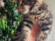 Maine Coon Babys Kitten Kätzchen - München