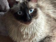 Ragdoll Katerchen ,reinrassig 350,- Euro - Weißbach (Baden-Württemberg)