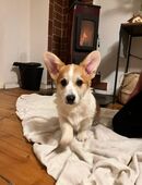 Welsh Corgi Pembroke Welpen in 01896