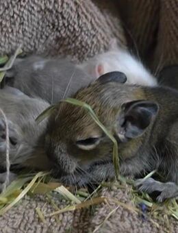 Degu - Kleine Fellnasen suchen ihre Familie - Poppenhausen