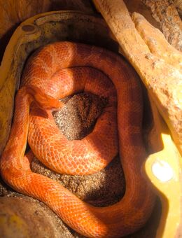 Kornnatter - Pantherophis guttatus 1.0 - 2019 - Berlin Spandau
