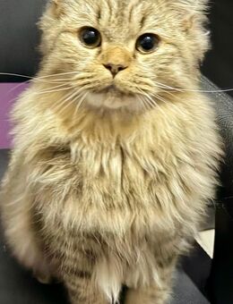 BLH sucht ein liebevolles Zuhause - Schramberg Sulgen