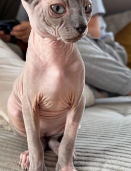 Sphynx Kitten - Hamburg Hamburg-Mitte