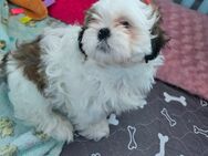 Shih tzu welpen - Güstrow