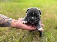 New english Bulldog. - Hauneck