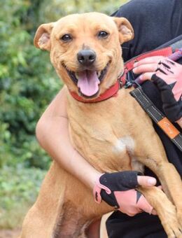 Lewis sein Traum ist ein liebes Zuhause - Laatzen