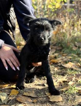 Suzy - fröhliches und munteres Hundekind - Köln