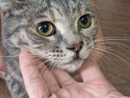 Penny 🐾 hatte Glück im Unglück - Kirchheim (München)