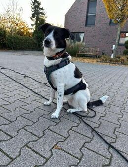 Lili - die Liebenswerte - Elsdorf (Nordrhein-Westfalen)