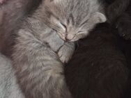 BKH Kitten abzugeben - Oberriexingen