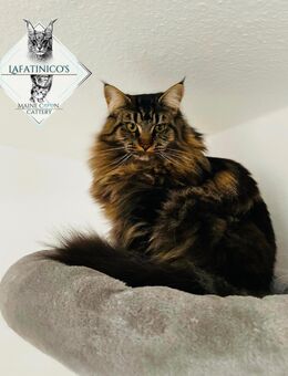 Maine Coon Katze - Attendorn (Hansestadt)