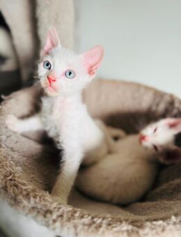 Sphynx Kitten Brush - Molbergen