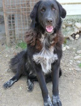 Hübsche Cleo - Kallmünz