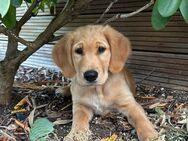Wurfplanung Golden Retriever Welpen - Düren
