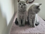 Bkh kitten, blue - Büren