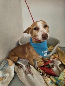 Sanfter Scooby - Eichenzell