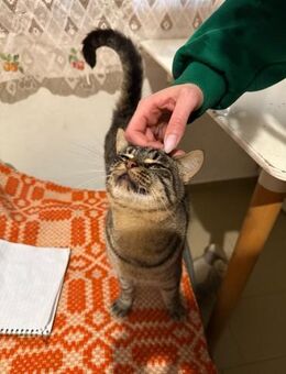 Milo aus dem Tierschutz - Grevenbroich