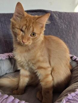 😺 Verspieltes Katzenbaby Mango 💛 - Eislingen (Fils)