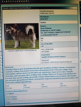 Alaskan Malamute als Deckrüde - Calden