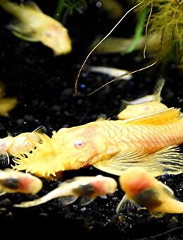 Gold-/ Albinowels (4€) - Mechernich