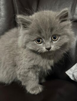 5wunderschöne Bkh und blh kitten suchen liebevolles Zuhause - Essen