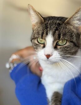 Femke Schmusekatze sucht Zuhause - München