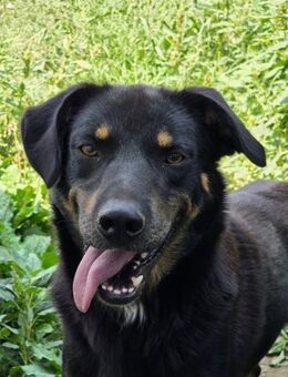 Figaro - freundlich und verspielt - Dreikirchen