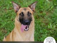 Chip 248509: Junghund sucht ein Zuhause - Kirchzell