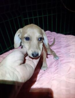 Honey - Mönchengladbach