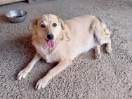 Dicke Berta - ein richtiger Herzhund - Weilheim (Oberbayern)