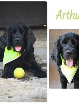 Arthur - Wendelstein