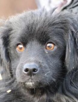 Juna - goldiger, verspielter Jungrüde - Lohra