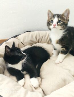 Main Coone Mix Katzenbabys - Nettetal