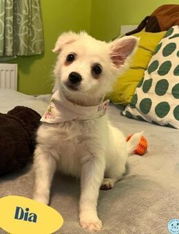 Dia SR - freundliches Hundekind - Rheine