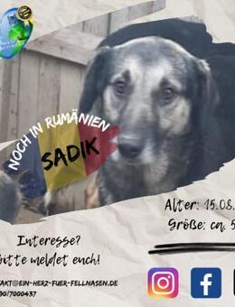 SADIK - hat eine Fellnasengroßfamilie - Waakirchen