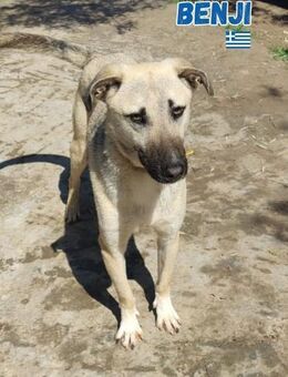 Benji - sportlich und verspielt - Heppenheim (Bergstraße)