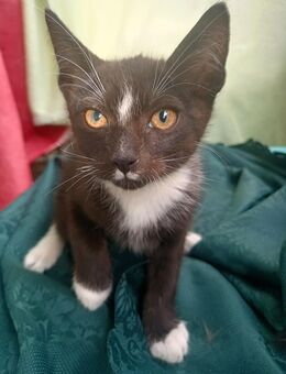 Baby Samtpfoten suchen Neues Zuhause - Berlin Mitte