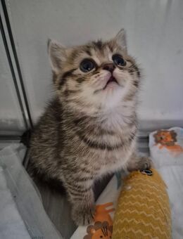 Bkh black Golden Tabby Kitten - Krefeld