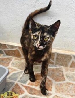 Pimienta & Trufa - Kittenschwestern - Bad Camberg