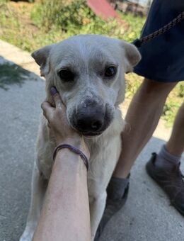 Pepe - wer sieht sein großes Herz? - Köln