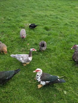 Hühner und Flugenten - Xanten Zentrum