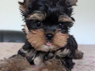 Yorkshire Terriers Welpen - Schlüsselfeld