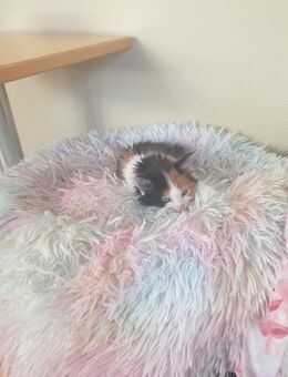 Zauberhafte Main-Coon - Mischlinge (Glückskätzchen 3-farbig) sowie rot-weiß, rot  und Tigerchen mit weiß - Pfaffenhofen (Ilm)